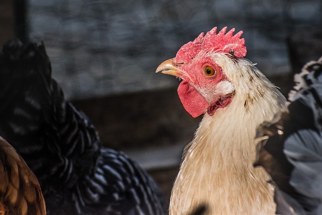 Chicken Hen Poultry Bird Animal - FotoXCapture / Pixabay