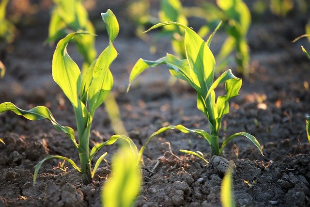Young Corn Plants Agriculture Corn  - GoranH / Pixabay
